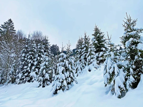 Picturesque Canopies Alpine Trees Typical Winter Atmosphere Heavy Snowfall Slopes — Stock Photo, Image