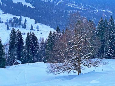 Alpstein dağ sırası, Ennetbuhl veya Ennetbuehl - İsviçre 'nin St. Gallen Kantonu' nda yoğun kar yağışı sonrasında tipik bir kış atmosferindeki alp ağaçlarının resimli tepe örtüleri