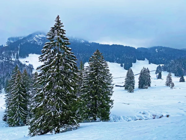 Pittoreschi Tettoie Alberi Alpini Una Tipica Atmosfera Invernale Dopo Pesanti — Foto Stock