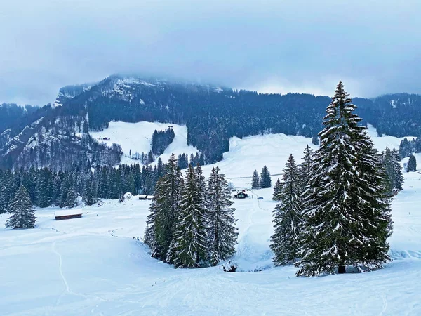Mystieke Wintersfeer Een Naaldbos Het Alpstein Gebergte Appenzell Alpen Massief — Stockfoto