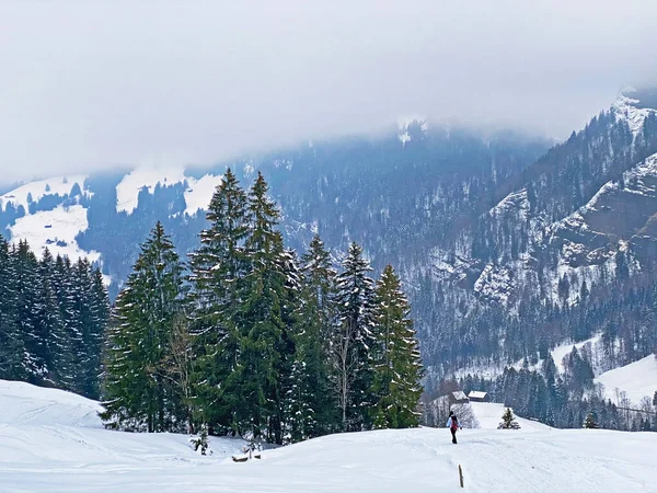 Ambiente Místico Invernal Bosque Coníferas Cordillera Alpstein Macizo Los Alpes — Foto de Stock