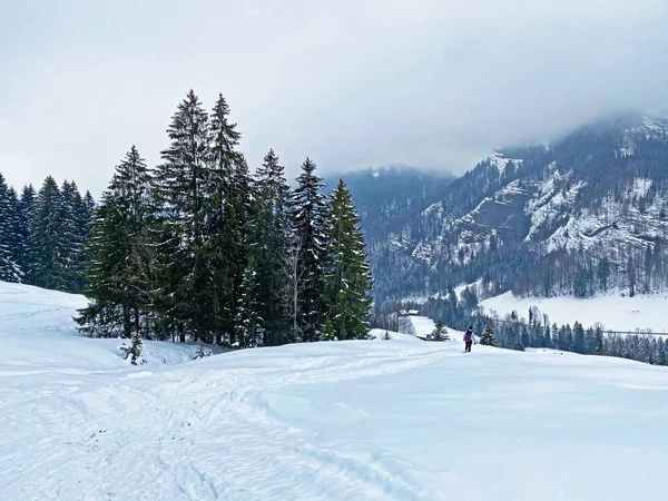 Ambiente Místico Invernal Bosque Coníferas Cordillera Alpstein Macizo Los Alpes — Foto de Stock