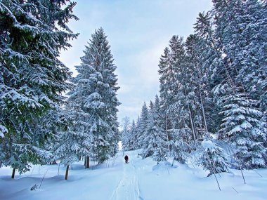 Churfirsten Dağları 'nın ve Obertoggenburg Bölgesi, Wildhaus - İsviçre' nin St. Gallen Kantonu 'nun güzel, taptaze karları üzerinde yürüyüşçüler ve yürüyüşçüler.)