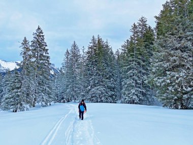 Churfirsten Dağları 'nın ve Obertoggenburg Bölgesi, Wildhaus - İsviçre' nin St. Gallen Kantonu 'nun güzel, taptaze karları üzerinde yürüyüşçüler ve yürüyüşçüler.)