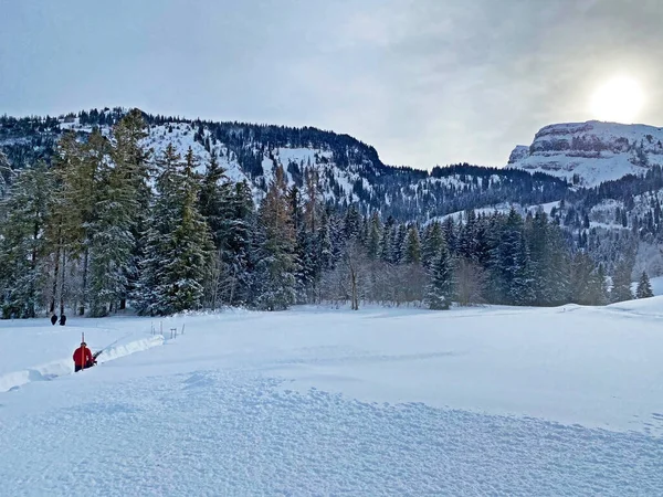 スイス ザンクトガレン州のUnterwasser Obertoggenburg地域の雪に覆われたグレーズの単一木と混合した亜高山林 スイス — ストック写真