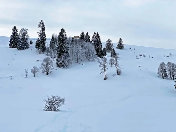 Single trees and mixed subalpine forest in the snow-covered glades of the Obertoggenburg region, Unterwasser - Canton of St. Gallen, Switzerland (Schweiz)