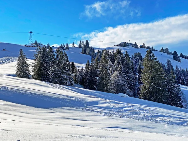 瑞士圣加仑州Unterwasser的Obertoggenburg地区白雪覆盖的森林中的单株树和混合亚高山森林 施韦兹 — 图库照片