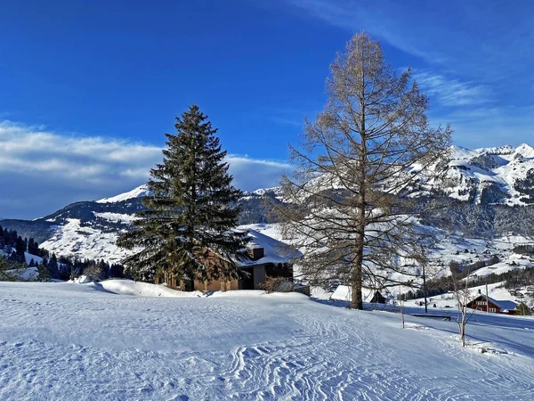 スイス ザンクトガレン州のUnterwasser Obertoggenburg地域の雪に覆われたグレーズの単一木と混合した亜高山林 スイス — ストック写真