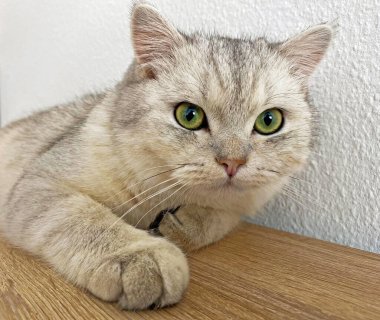 Odanın ahşap rafında sevimli beyaz evcil kedi.