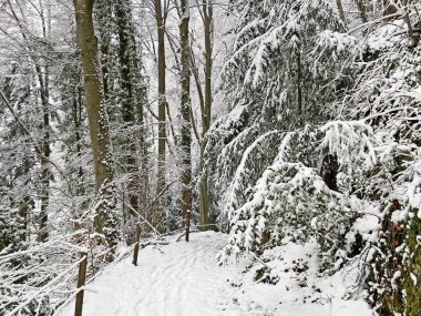 Rigi Dağı 'nın yamaçlarında ve Lucerne Gölü üzerinde (Vierwaldstttersee veya Vierwaldstaettersee), Weggis - İsviçre