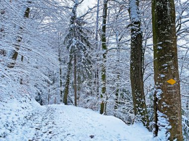 Rigi Dağı 'nın yamaçlarında ve Lucerne Gölü üzerinde (Vierwaldstttersee veya Vierwaldstaettersee), Weggis - İsviçre