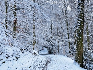 Rigi Dağı 'nın yamaçlarında ve Lucerne Gölü üzerinde (Vierwaldstttersee veya Vierwaldstaettersee), Weggis - İsviçre