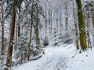 Rigi Dağı 'nın yamaçlarında ve Lucerne Gölü üzerinde (Vierwaldstttersee veya Vierwaldstaettersee), Weggis - İsviçre