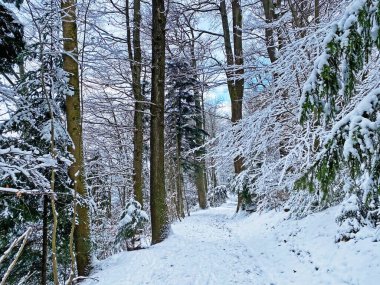 Rigi Dağı 'nın yamaçlarında ve Lucerne Gölü üzerinde (Vierwaldstttersee veya Vierwaldstaettersee), Weggis - İsviçre