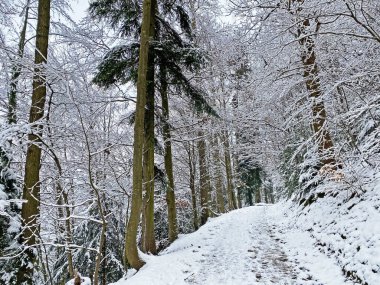 Rigi Dağı 'nın yamaçlarında ve Lucerne Gölü üzerinde (Vierwaldstttersee veya Vierwaldstaettersee), Weggis - İsviçre