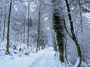 Rigi Dağı 'nın yamaçlarında ve Lucerne Gölü üzerinde (Vierwaldstttersee veya Vierwaldstaettersee), Weggis - İsviçre