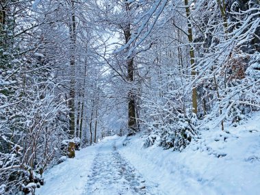 Rigi Dağı 'nın yamaçlarında ve Lucerne Gölü üzerinde (Vierwaldstttersee veya Vierwaldstaettersee), Weggis - İsviçre