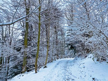 Rigi Dağı 'nın yamaçlarında ve Lucerne Gölü üzerinde (Vierwaldstttersee veya Vierwaldstaettersee), Weggis - İsviçre