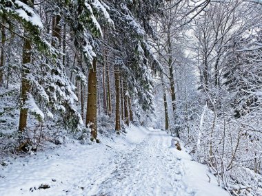 Rigi Dağı 'nın yamaçlarında ve Lucerne Gölü üzerinde (Vierwaldstttersee veya Vierwaldstaettersee), Weggis - İsviçre
