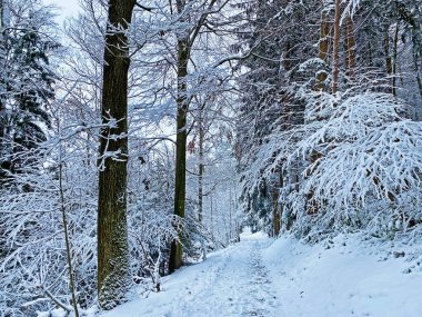 Rigi Dağı 'nın yamaçlarında ve Lucerne Gölü üzerinde (Vierwaldstttersee veya Vierwaldstaettersee), Weggis - İsviçre