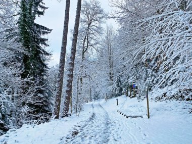 Rigi Dağı 'nın yamaçlarında ve Lucerne Gölü üzerinde (Vierwaldstttersee veya Vierwaldstaettersee), Weggis - İsviçre