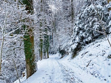 Rigi Dağı 'nın yamaçlarında ve Lucerne Gölü üzerinde (Vierwaldstttersee veya Vierwaldstaettersee), Weggis - İsviçre
