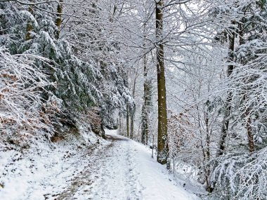 Rigi Dağı 'nın yamaçlarında ve Lucerne Gölü üzerinde (Vierwaldstttersee veya Vierwaldstaettersee), Weggis - İsviçre