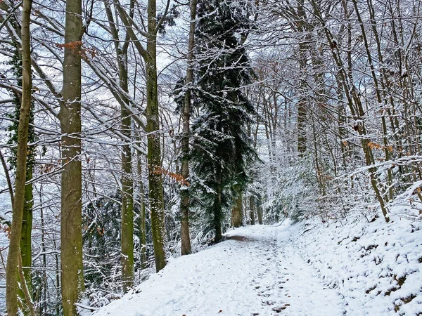 位于瑞士韦吉斯的罗吉山斜坡和卢塞恩湖 Vierwaldstttersee或Vierwaldstaettersee 上的高山雪盖上 冬天的远足小径和小径非常棒 — 图库照片