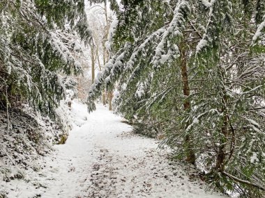Rigi Dağı 'nın yamaçlarında ve Lucerne Gölü üzerinde (Vierwaldstattersee veya Vierwaldstaettersee), Weggis - İsviçre