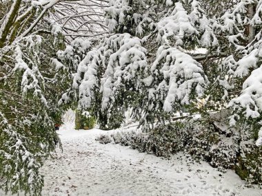 Rigi Dağı 'nın yamaçlarında ve Lucerne Gölü üzerinde (Vierwaldstattersee veya Vierwaldstaettersee), Weggis - İsviçre