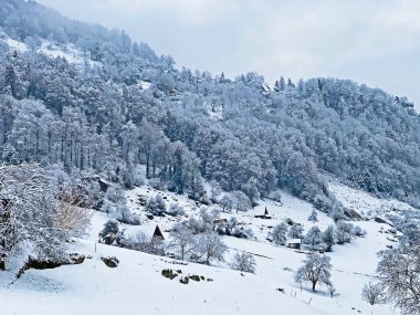 Fresh snow cover in the subalpine mixed forest on the slopes of Mountan Rigi, Weggis - Canton of Lucerne, Switzerland (Schweiz)