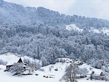 Fresh snow cover in the subalpine mixed forest on the slopes of Mountan Rigi, Weggis - Canton of Lucerne, Switzerland (Schweiz)