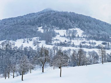 Fresh snow cover in the subalpine mixed forest on the slopes of Mountan Rigi, Weggis - Canton of Lucerne, Switzerland (Schweiz)