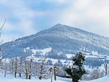 Fresh snow cover in the subalpine mixed forest on the slopes of Mountan Rigi, Weggis - Canton of Lucerne, Switzerland (Schweiz)