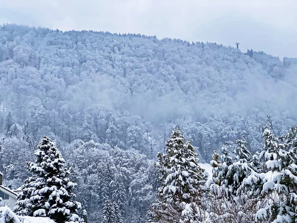 Fresh Snow Cover Subalpine Mixed Forest Slopes Mountan Rigi Weggis — Stockfoto