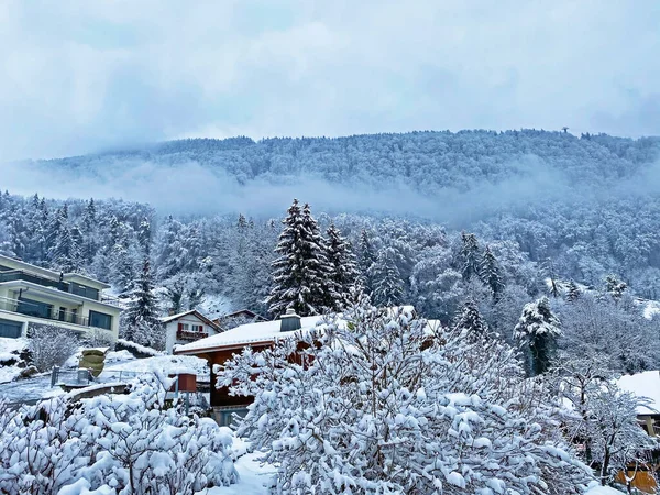 Fresh Snow Cover Subalpine Mixed Forest Slopes Mountan Rigi Weggis — Zdjęcie stockowe