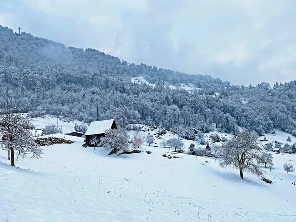 Neige Fraîche Dans Forêt Mixte Subalpine Sur Les Pentes Rigi — Photo