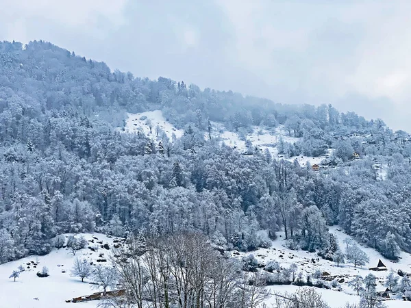 Neuschnee Subalpinen Mischwald Den Hängen Der Rigi Weggis Kanton Luzern — Stockfoto