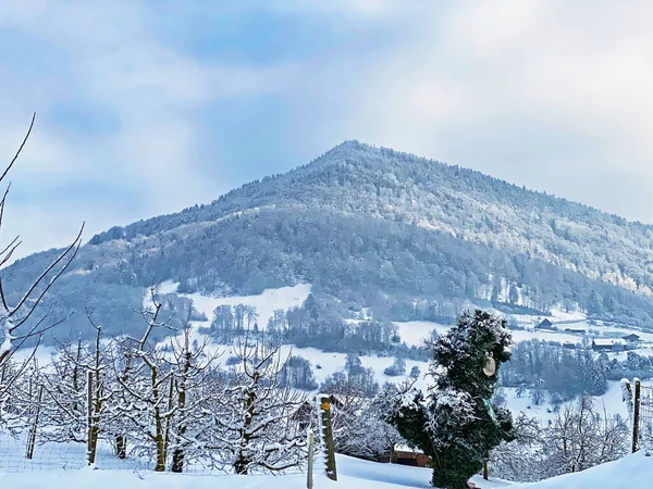 Fresh Snow Cover Subalpine Mixed Forest Slopes Mountan Rigi Weggis — Stockfoto