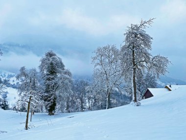 Rigi Dağı yamaçlarında ve Lucerne Gölü (Vierwaldstattersee veya Vierwaldstaettersee) üzerinde tek ağaçlar ve karışık subalpin ormanı, İsviçre (Schweiz)