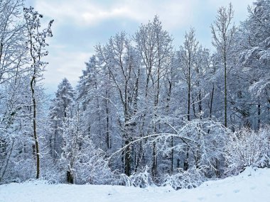 Rigi Dağı yamaçlarında ve Lucerne Gölü (Vierwaldstattersee veya Vierwaldstaettersee) üzerinde tek ağaçlar ve karışık subalpin ormanı, İsviçre (Schweiz)