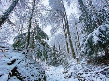 Rigi Dağı yamaçlarında ve Lucerne Gölü (Vierwaldstattersee veya Vierwaldstaettersee) üzerinde tek ağaçlar ve karışık subalpin ormanı, İsviçre (Schweiz)