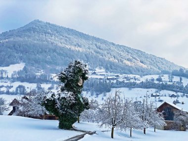 Rigi Dağı yamaçlarında ve Lucerne Gölü (Vierwaldstattersee veya Vierwaldstaettersee) üzerinde tek ağaçlar ve karışık subalpin ormanı, İsviçre (Schweiz)