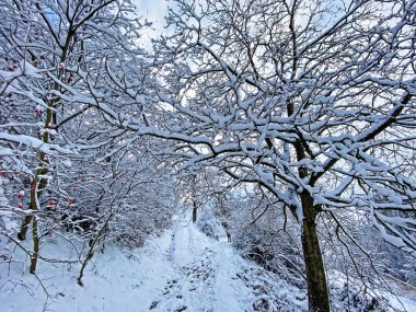 Rigi Dağı yamaçlarında ve Lucerne Gölü (Vierwaldstattersee veya Vierwaldstaettersee) üzerinde tek ağaçlar ve karışık subalpin ormanı, İsviçre (Schweiz)