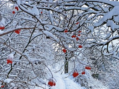 Rigi Dağı yamaçlarında ve Lucerne Gölü (Vierwaldstattersee veya Vierwaldstaettersee) üzerinde tek ağaçlar ve karışık subalpin ormanı, İsviçre (Schweiz)