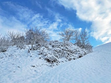 Rigi Dağı yamaçlarında ve Lucerne Gölü (Vierwaldstattersee veya Vierwaldstaettersee) üzerinde tek ağaçlar ve karışık subalpin ormanı, İsviçre (Schweiz)