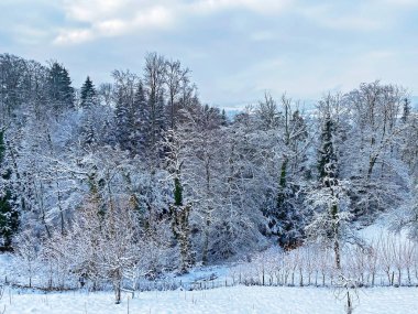Rigi Dağı yamaçlarında ve Lucerne Gölü (Vierwaldstattersee veya Vierwaldstaettersee) üzerinde tek ağaçlar ve karışık subalpin ormanı, İsviçre (Schweiz)