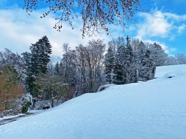 Rigi Dağı yamaçlarında ve Lucerne Gölü (Vierwaldstattersee veya Vierwaldstaettersee) üzerinde tek ağaçlar ve karışık subalpin ormanı, İsviçre (Schweiz)