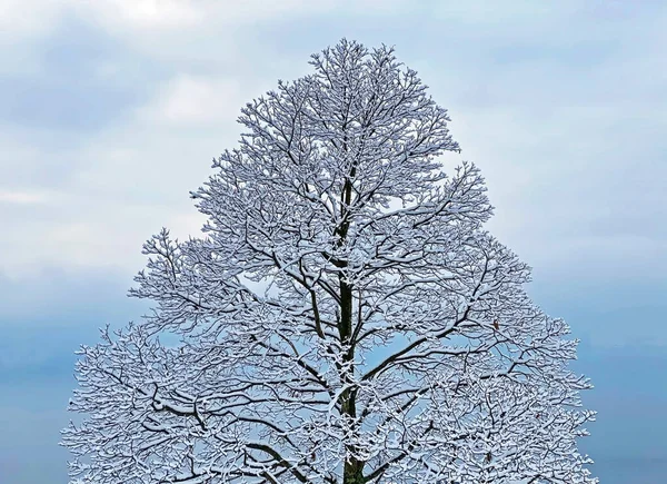 Einzelbäume Und Subalpiner Mischwald Den Hängen Der Rigi Und Über — Stockfoto