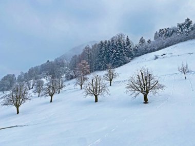 Kış mevsiminde Rigi Dağı yamaçlarında meyve ağaçları ve Lucerne Gölü (Vierwaldsattersee veya Vierwaldstaettersee), Weggis - İsviçre (Schweiz)